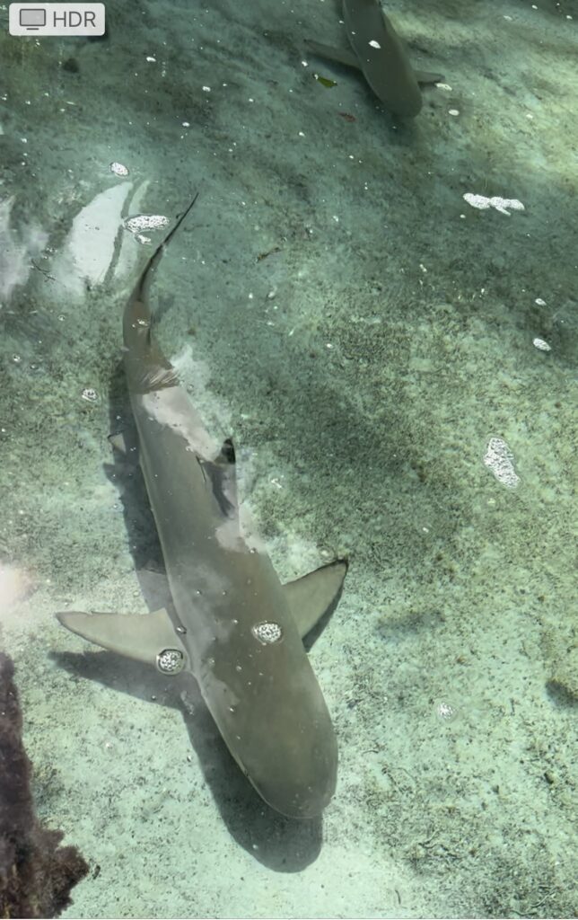Shark in the lagoon at Atlantis Bahamas